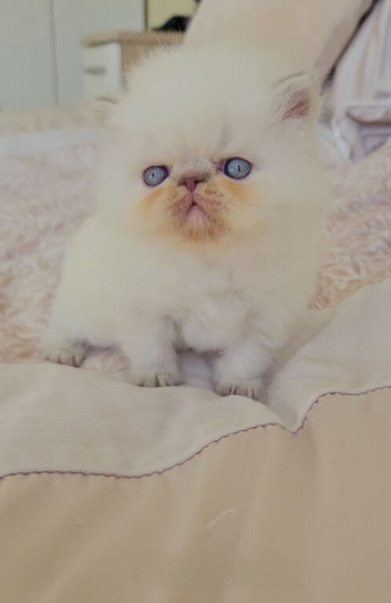 Stunning Pedigree Persian Kittens