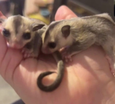 Twin boy sugar gliders.