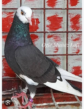 Roller pigeons