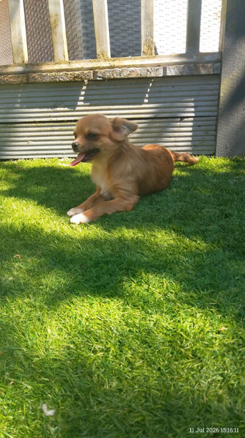 Adorable chihuahua