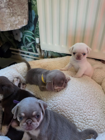 Reduced!!!Pug litter