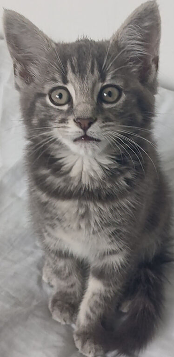 Mix Kitten 4 sale