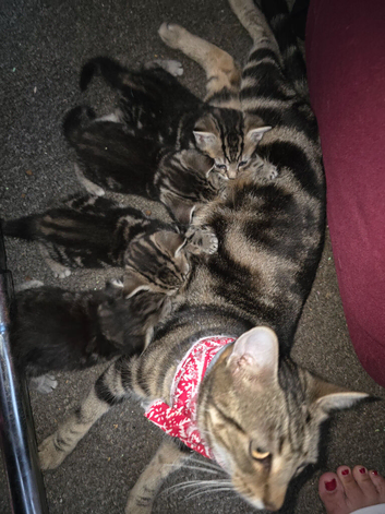 Beutiful kittens