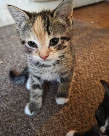 Stunning Bengal X Tabby Kittens &ndash; Beautiful Golden Glitter Sheen