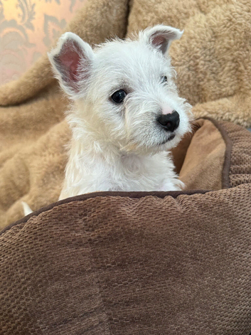 West highland terrier READY NOW