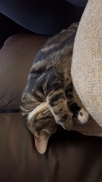 Male cat