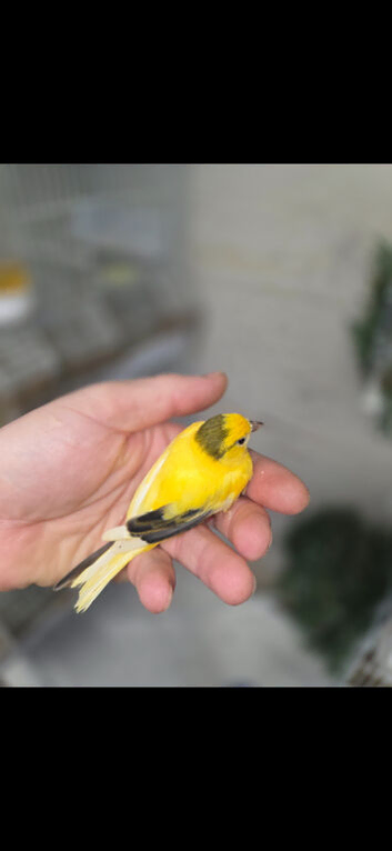 Irish fansy  &  raza canaries
