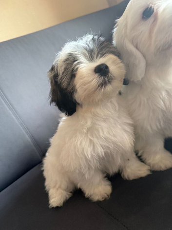 Malshi puppies