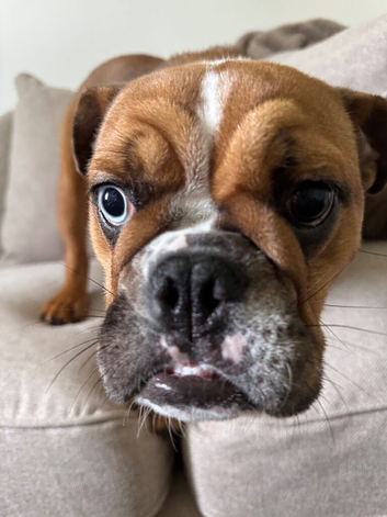 6 month old English bull dog