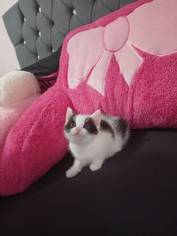 Ms