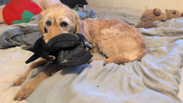 labradoodle looking for new home
