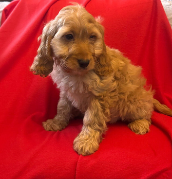 Quality Ruby F1 Cockapoo Puppies