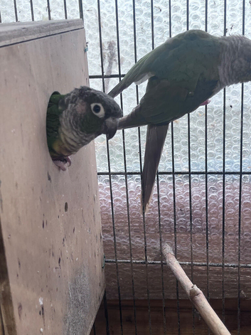 Pair of conures &pound;150