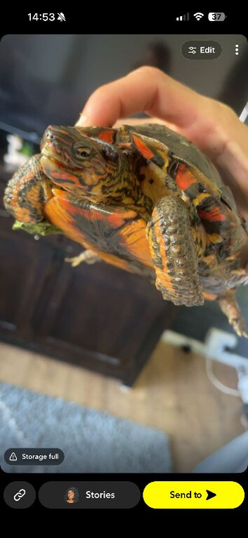 Painted wood turtle
