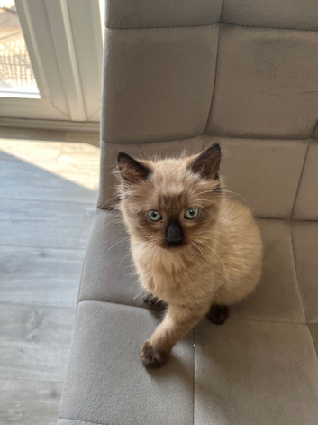 Male kitten