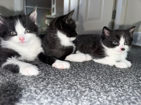 Beautiful kittens