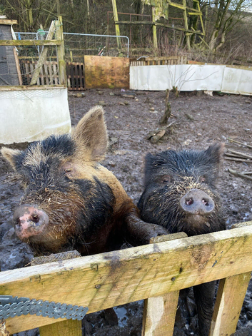 2 kune kune females