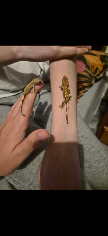 Crested geckos and starter set up