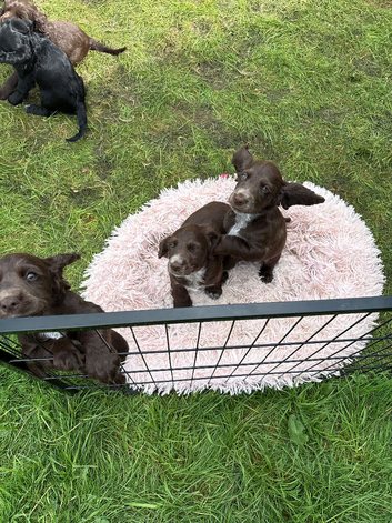 Cocker spaniels for sale