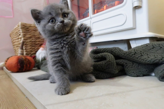 ️ Kittens Arriving Soon ️