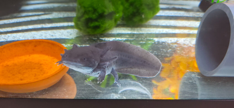 Axolotl & Full set up incl Chiller