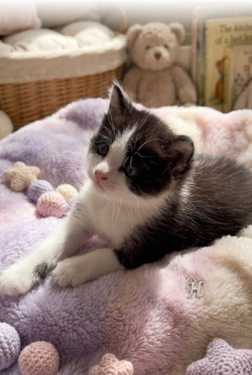 Ragdoll Cross