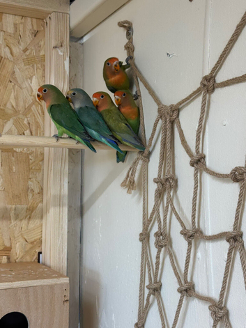 Lovely hybrid love bird babies