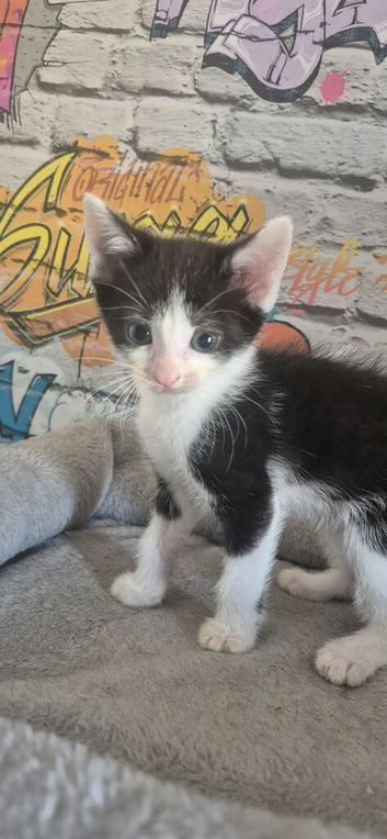 Beautiful boy kittens