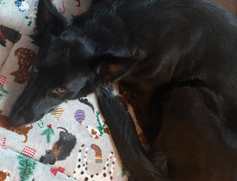 Rehome shadow lurcher more collie in her