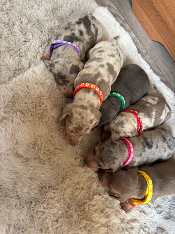 Miniature Dachshunds