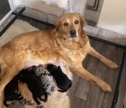 Gorgeous F1 Goldendoodle puppies