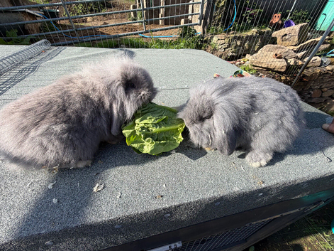 Lop bunny kits