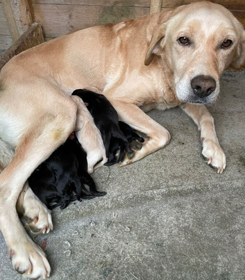 Labrador retriever puppies only 3 left