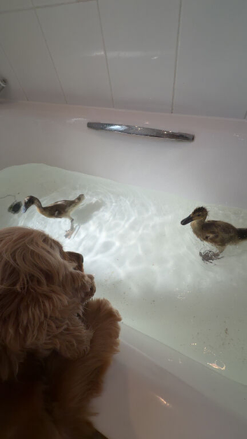 2 Indian runner ducks 5 weeks old