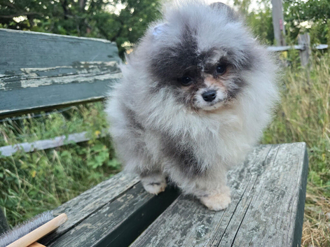 Pomeranisn merle puppy