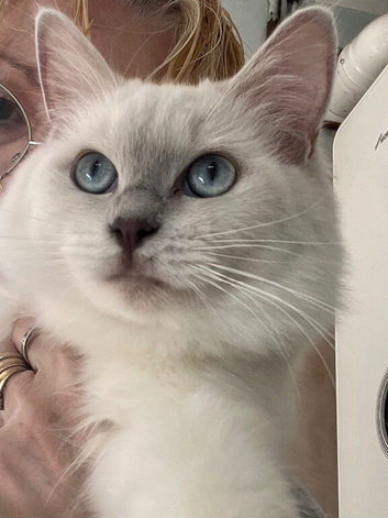 Lilac mink mitted female ragdoll