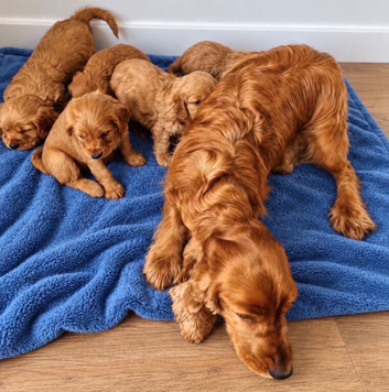 Golden cocker spaniel