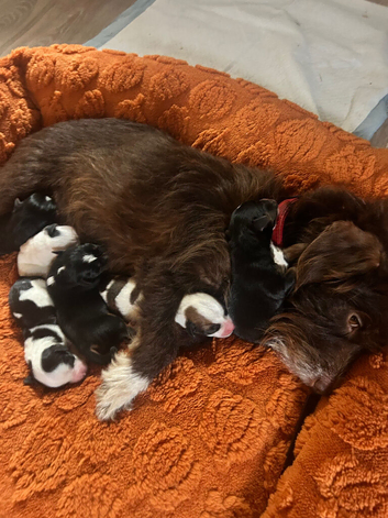 Jack Russell puppy's