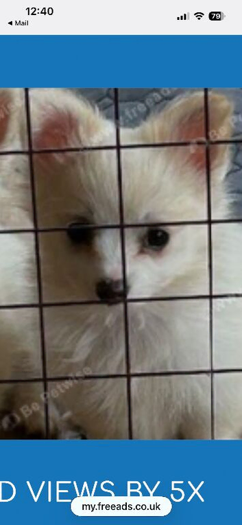 1 pomchi white puppies boy