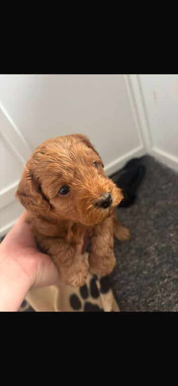 7week old cockapoo puppies