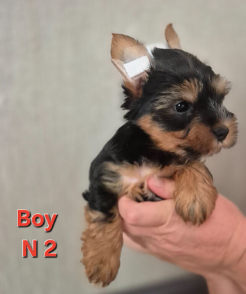 Yorkshire  Biewier terrier