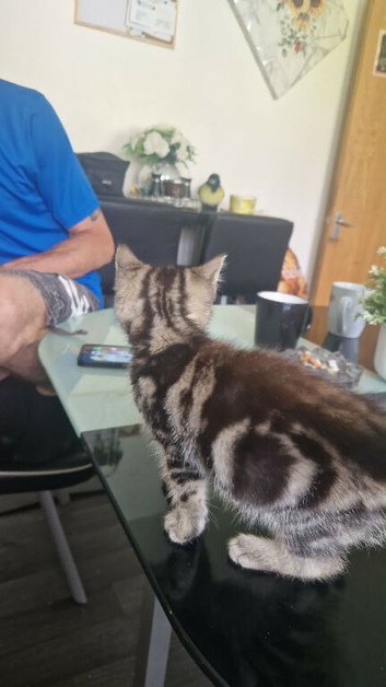 kitten