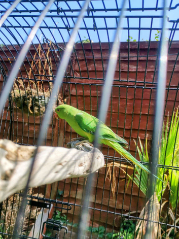 Ringneck baby  for sale