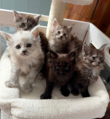 Beautiful mainecoon kittens for sale