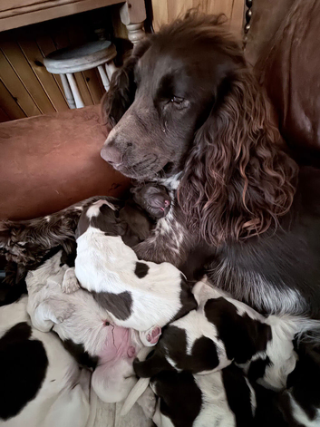 Puppies for sale