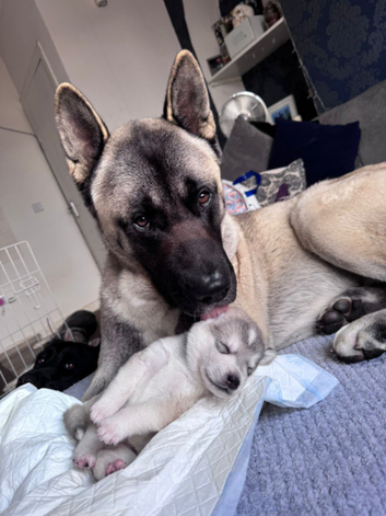 American akita for stud