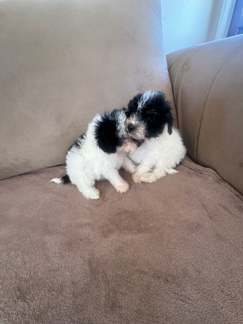Toy poodle Puppies