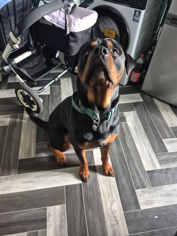 14month old rottweiler male