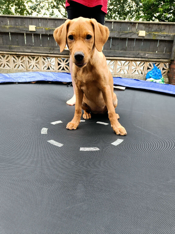 Female Labrador