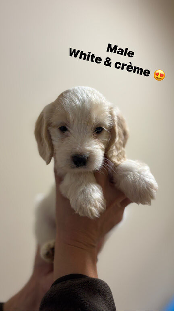 Cockapoo